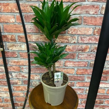 Бөлме өсімдігі Dracaena